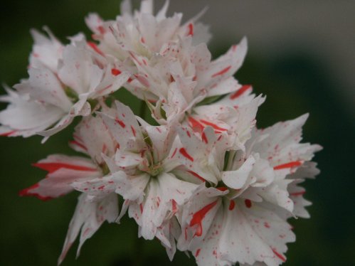 Dunsbury - Stj�rnpelargoner.