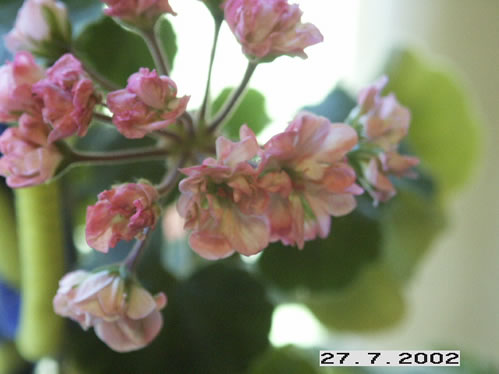 Dusty Rose - Rosenknoppspelagoner.