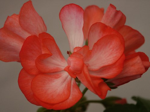 E. Dabner - Zonalpelargoner.