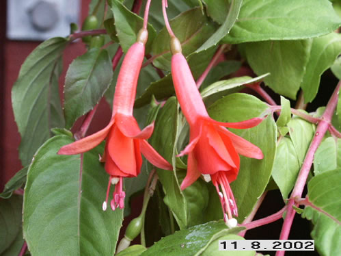 Ectors Nursery - Halvh�ngande Fuchsia.