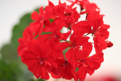 Edith Steane - Zonalpelargoner.
