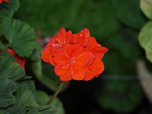 Eileen - Mini- och Dv�rgpelargoner.