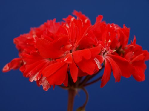 Elmfield - Stj�rnpelargoner.