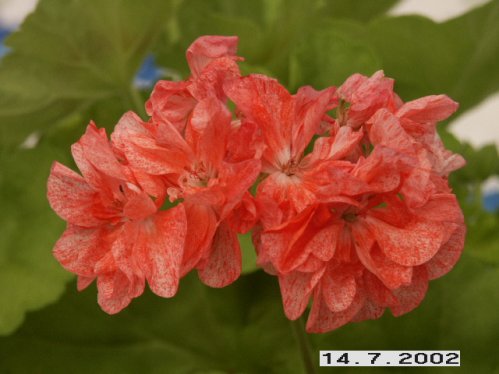 Elmsett - Gyllenbladiga pelargoner.