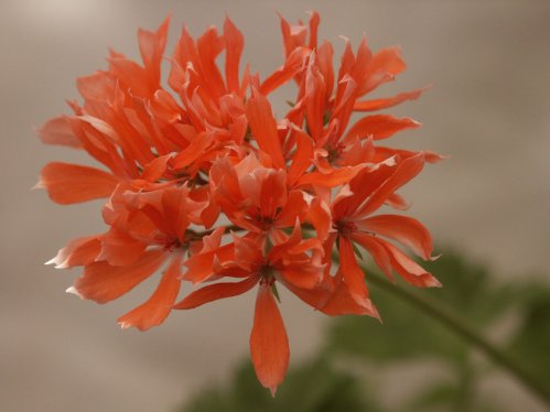 Els - Tulpan- och Fingerpelargoner .