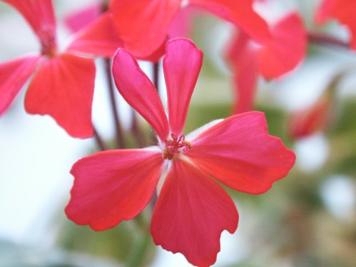 Elsye Gillan - Stj�rnpelargoner.