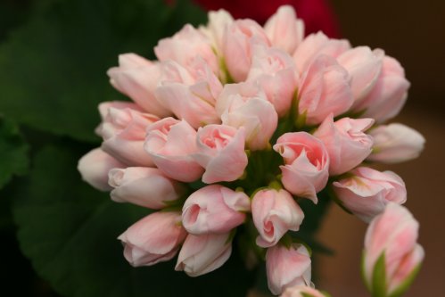 Emma - Tulpan- och Fingerpelargoner .