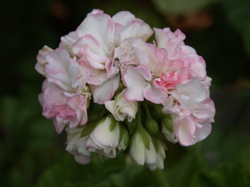 Emperor Nicholas - Zonalpelargoner.