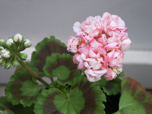 Exotic Appleblossum Rosebud - Rosenknoppspelagoner.