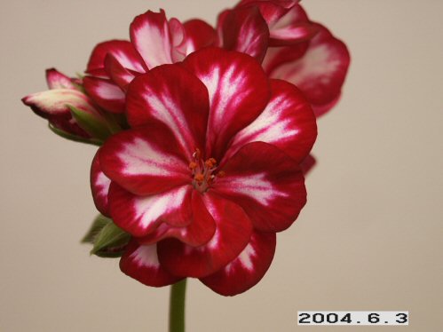 Explosive - H�ngpelargoner.