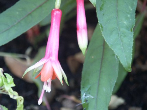 F. Denticulata - Uppr�ttv�xande Fuchia.