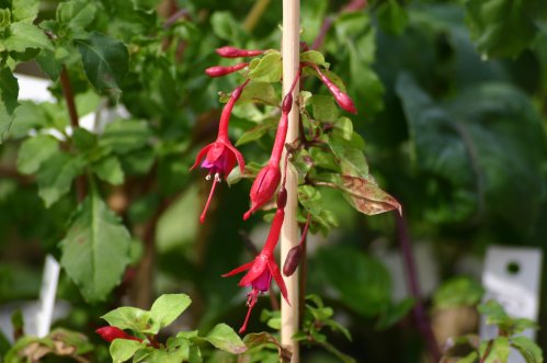 F. Mag Lille Blomst - Uppr�ttv�xande Fuchia.