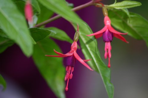 F. Mag Macrostigma - Uppr�ttv�xande Fuchia.