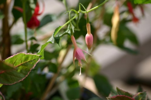 F. Magellanica Alba - Uppr�ttv�xande Fuchia.