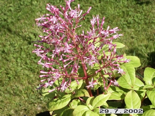 F. Paniculata - Uppr�ttv�xande Fuchia.