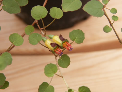 F. Procumbens - H�ngande Fuchsia.
