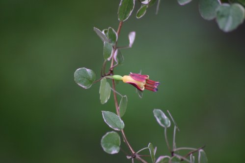 F. Procumbens var - H�ngande Fuchsia.