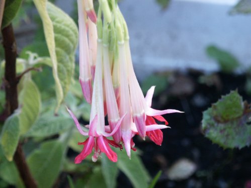 F. Boliviana Luxurians - Uppr�ttv�xande Fuchia.