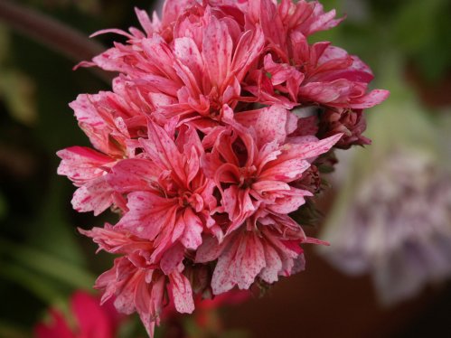 Fairfields - Stj�rnpelargoner.