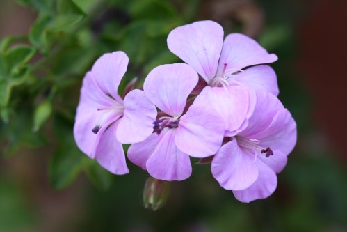 Fairlee - H�ngpelargoner.
