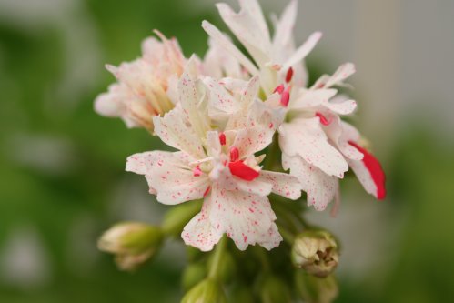 Fairy Light - Stj�rnpelargoner.
