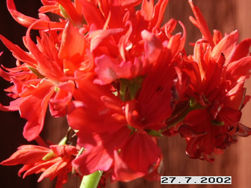 Fandango - Stj�rnpelargoner.