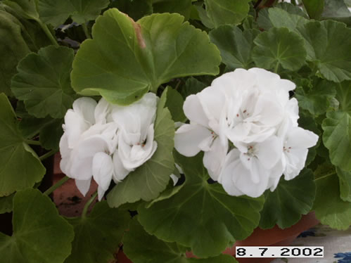Farmor Hulda - Mini- och Dv�rgpelargoner.