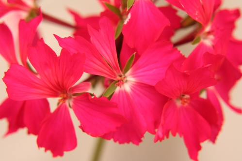 Fay Brawner Lilac - Stj�rnpelargoner.