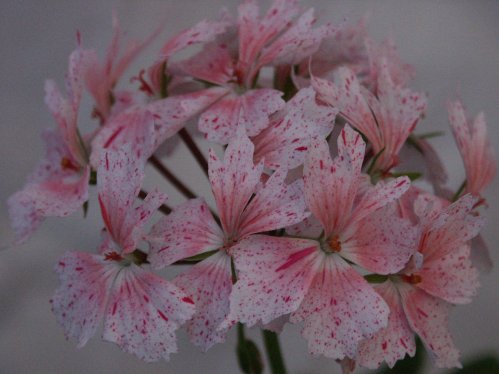 Faye Brawner - Stj�rnpelargoner.