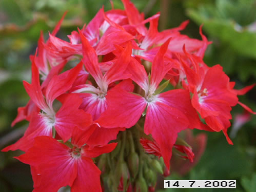 Fireworks Cherry White - Stj�rnpelargoner.