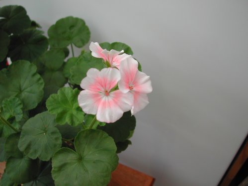 First Love - Zonalpelargoner.