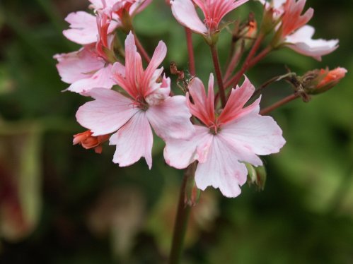 Flamingo - Stj�rnpelargoner.
