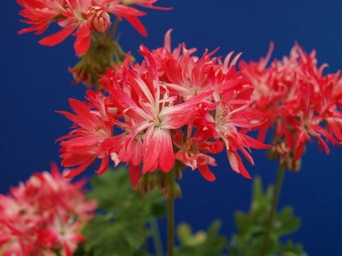 Flecks - Stj�rnpelargoner.