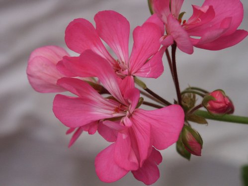 Flirt - Zonalpelargoner.