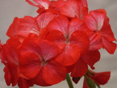 Flowerfield - Zonalpelargoner.