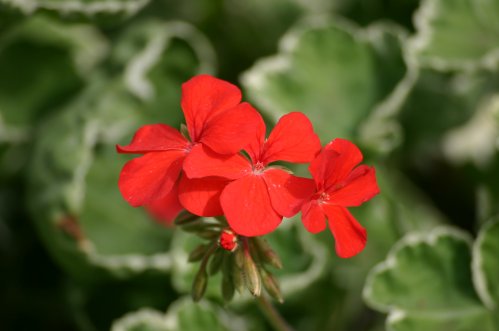 Flowers of Spring - Brokbladiga pelargoner .