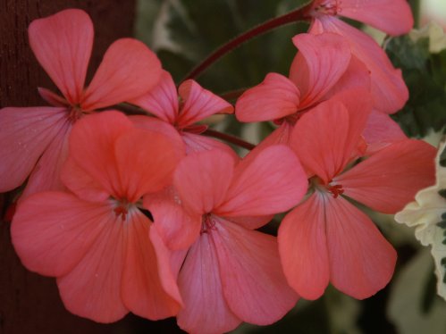 Frank Headley - Brokbladiga pelargoner .