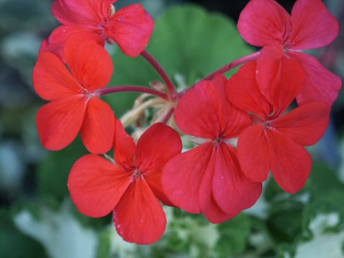 Freak of Nature - Brokbladiga pelargoner .