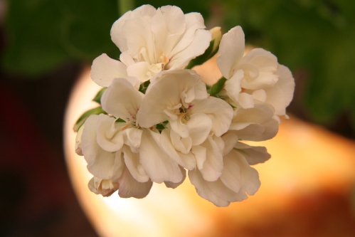 French Vanilla - Zonalpelargoner.