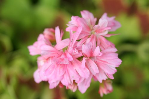 Freshwater - Stj�rnpelargoner.