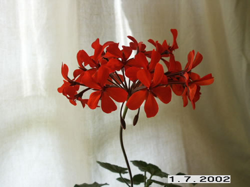 Friesdorf - Mini- och Dv�rgpelargoner.