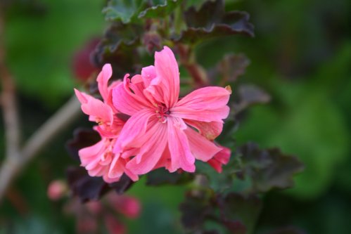 Frills - Mini- och Dv�rgpelargoner.