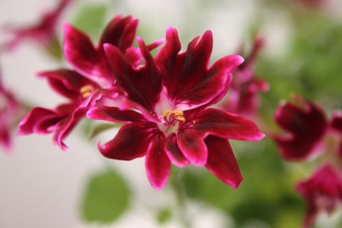 Fringed Jer-Ray - �nglapelargoner.