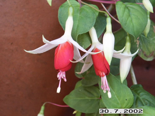 Frosted Flame - H�ngande Fuchsia.