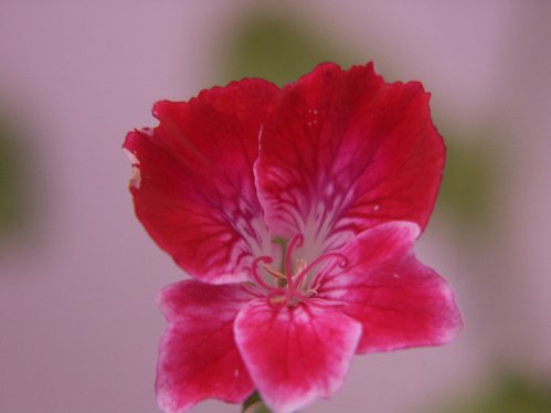 Gabriel - �nglapelargoner.