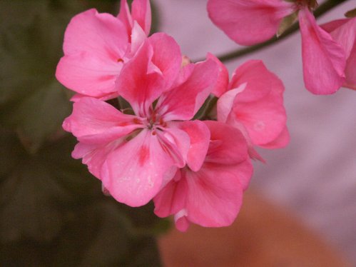 Galileo - Zonalpelargoner.