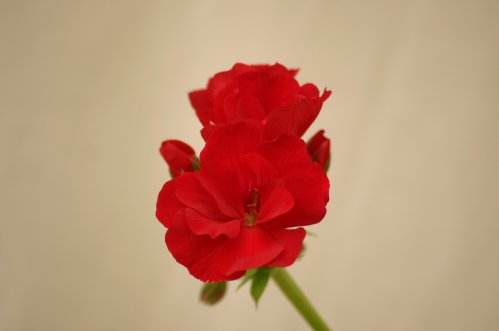 Galleria Ruby Red - Hybrider.