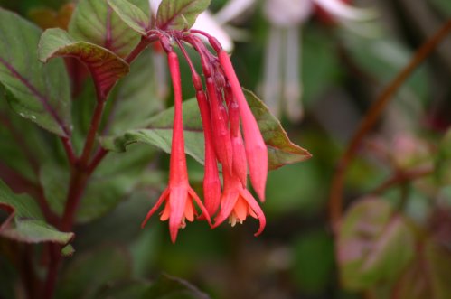 Gartenmeister - Uppr�ttv�xande Fuchia.
