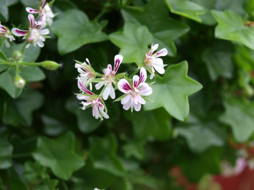 Gay Baby - H�ngpelargoner.
