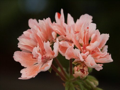 Godshill - Stj�rnpelargoner.